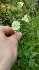 Epilobium luteum