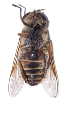 Tabanus bovinus
