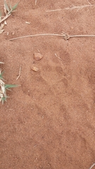 Caracal