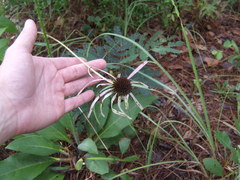 Echinacea sanguinea