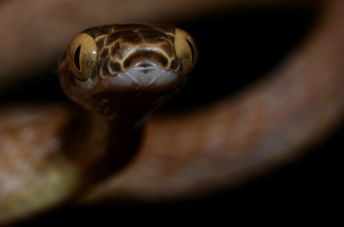 Uganda House Snake