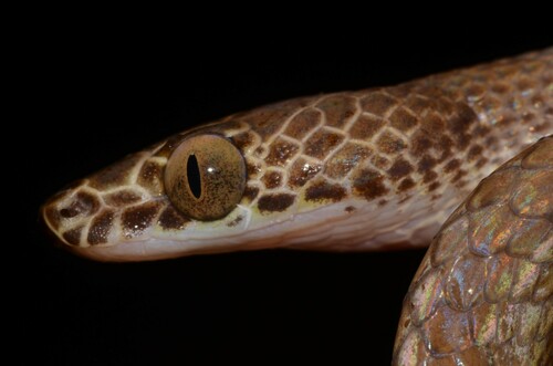 Uganda House Snake