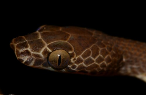Uganda House Snake