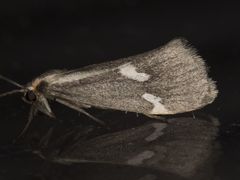 Cisthene liberomacula