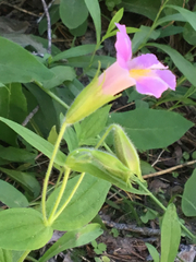 Erythranthe erubescens