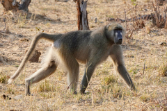 Kinda Baboon photo 1