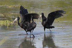 African Openbill photo 3