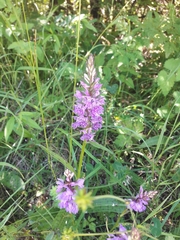 Dactylorhiza saccifera