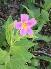 Erythranthe erubescens