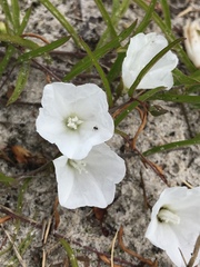 Stylisma patens angustifolia