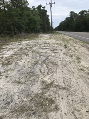 Stylisma patens angustifolia