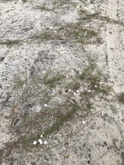 Stylisma patens angustifolia