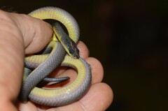 Black-Tailed Tree Snake photo 3