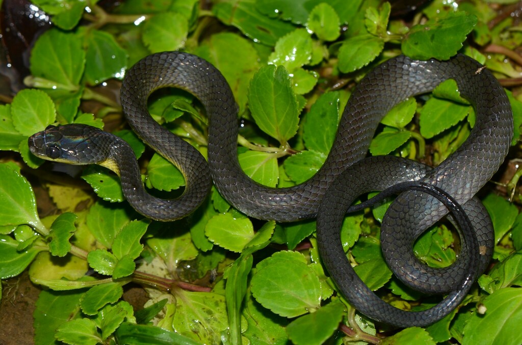 Black-Tailed Tree Snake