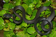 Black-Tailed Tree Snake photo 1