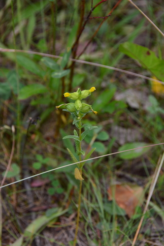 Image of Rhinanthus groenlandicus by no rights reserved