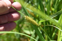 Carex lacustris