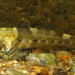 Meggitt's Frillgoby - Photo (c) H.T.Cheng, some rights reserved (CC BY-NC), uploaded by H.T.Cheng