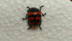 Coleoptera