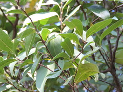 Prunus myrtifolia