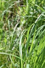 Carex lacustris