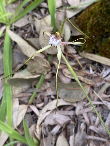 Image of Caladenia swartsiorum by (c) John Van Den Nouwelant, some rights reserved (CC BY)