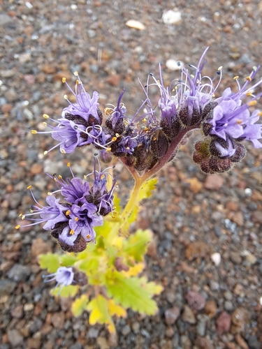 saw phacelia (Phacelia serrata)