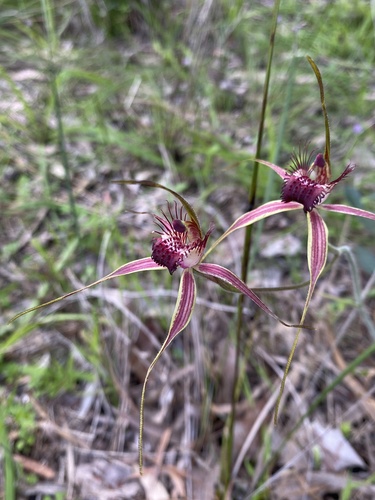 Image of Caladenia georgei by (c) John Van Den Nouwelant, some rights reserved (CC BY)