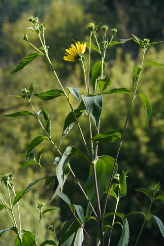 Helianthus tuberosus