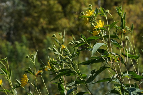 Helianthus tuberosus