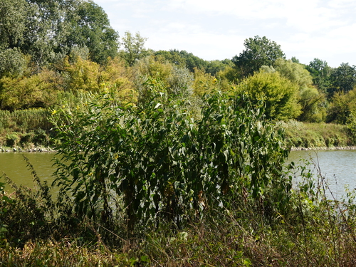 Helianthus tuberosus