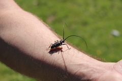 Monochamus sutor