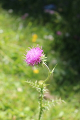 Carduus defloratus