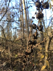 Dasistoma macrophylla