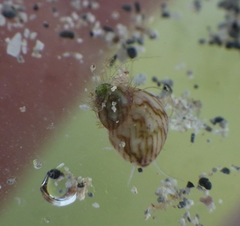 Eulithidium affine