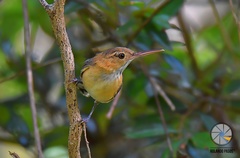 Ramphocaenus melanurus