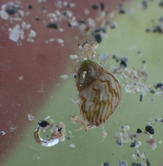 Eulithidium affine