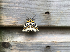 Abraxas grossulariata