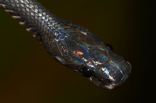 Western Forest File Snake