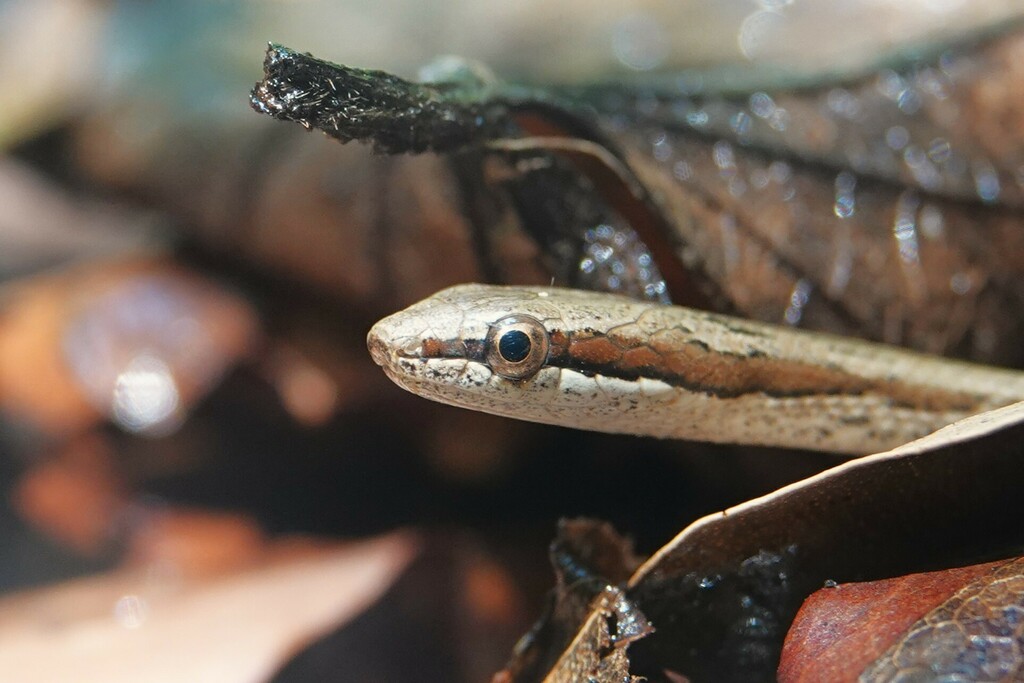 Terre-De-Bas Racer