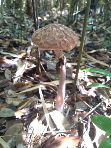 Aureoboletus longicollis