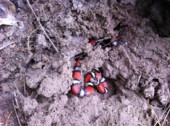 Lampropeltis gentilis