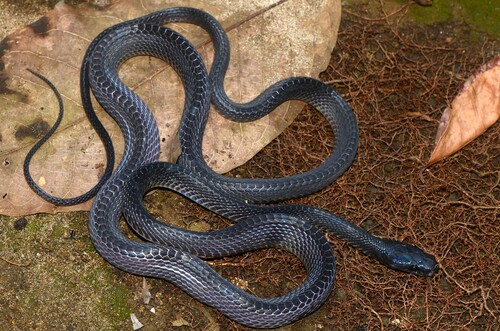 Western Forest File Snake