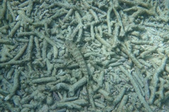 Parapercis clathrata