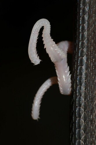 Western Forest File Snake