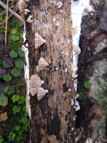 Schizophyllum commune