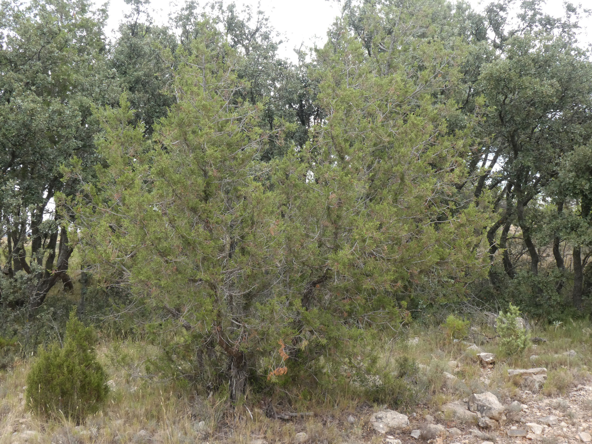 Enebro de la Palancia