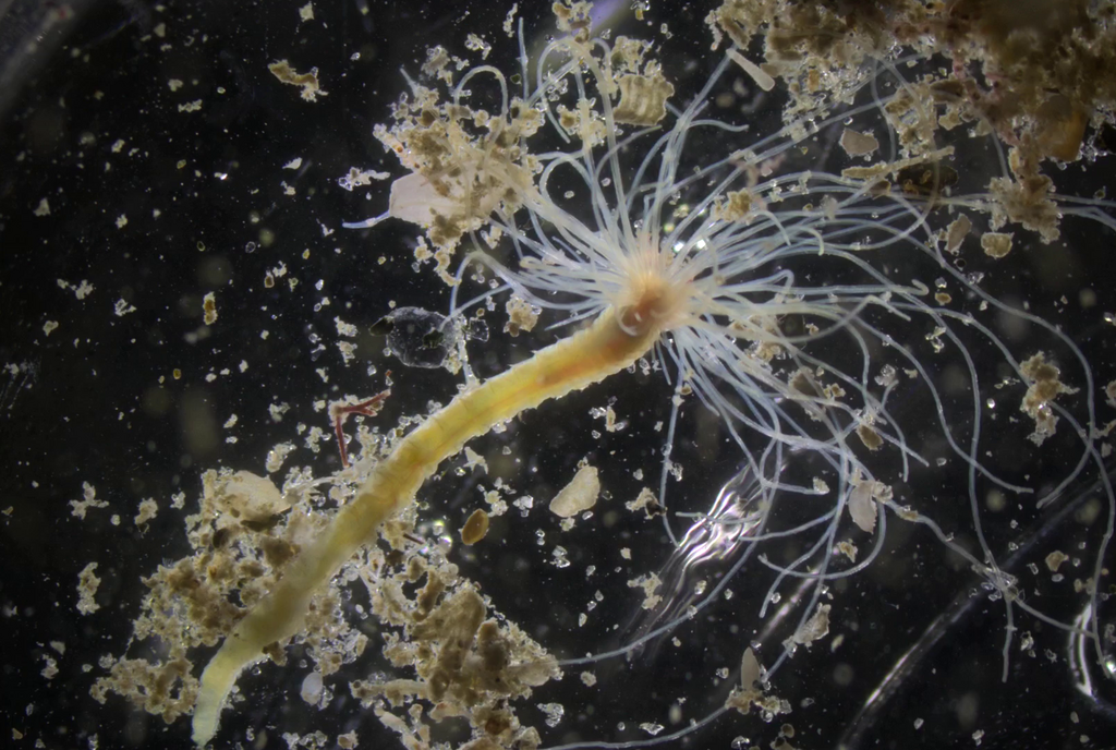 Nicolea uspiana