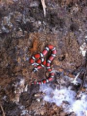Lampropeltis gentilis