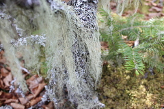 Usnea cavernosa